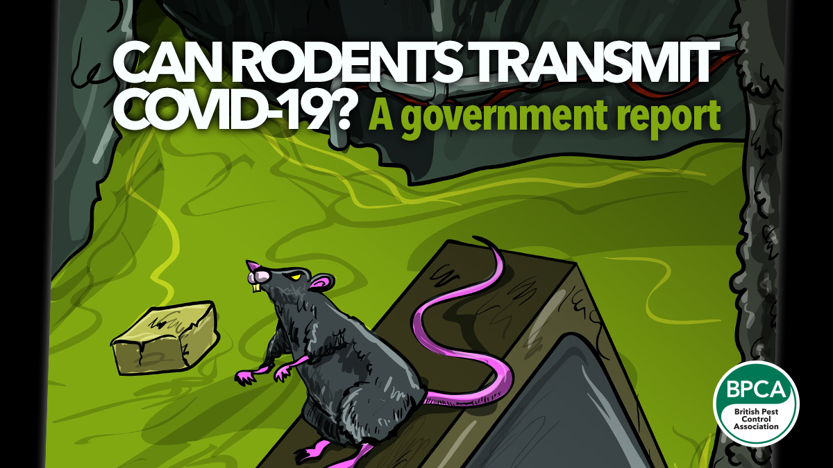 can-rodents-transmit-covid can-rodents-transmit-covid